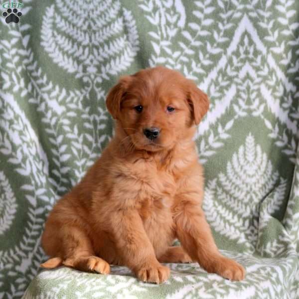 Hope, Golden Retriever Puppy