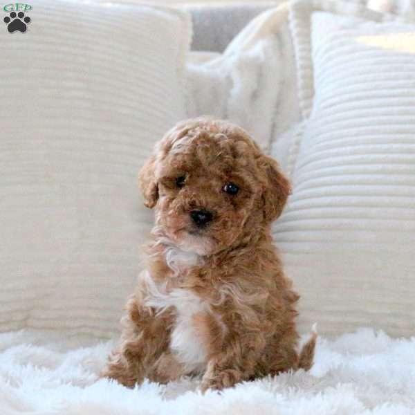 Hope, Miniature Poodle Puppy