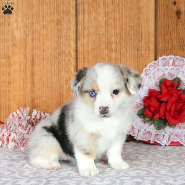 Hope, Welsh Corgi Mix Puppy