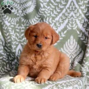 Hope, Golden Retriever Puppy