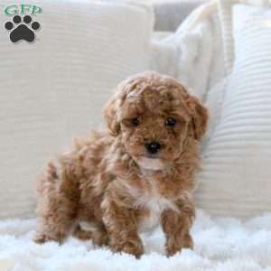 Hope, Miniature Poodle Puppy