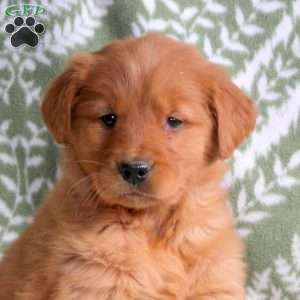 Hope, Golden Retriever Puppy