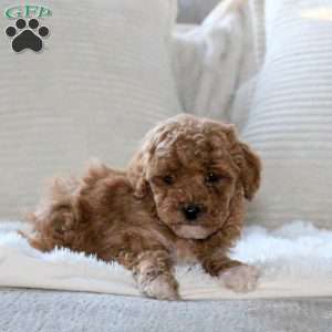 Hope, Miniature Poodle Puppy