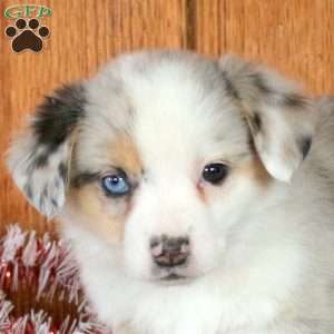 Hope, Welsh Corgi Mix Puppy