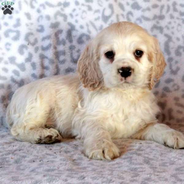 Huck, Cocker Spaniel Puppy