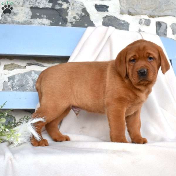 Hudson, Fox Red Labrador Retriever Puppy