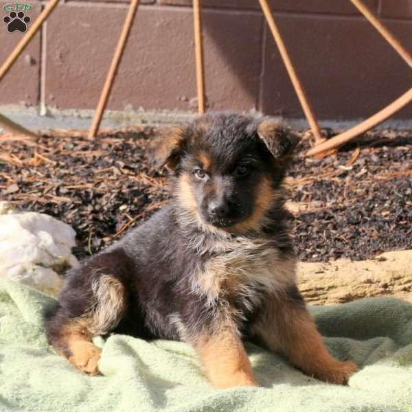 Hudson, German Shepherd Puppy