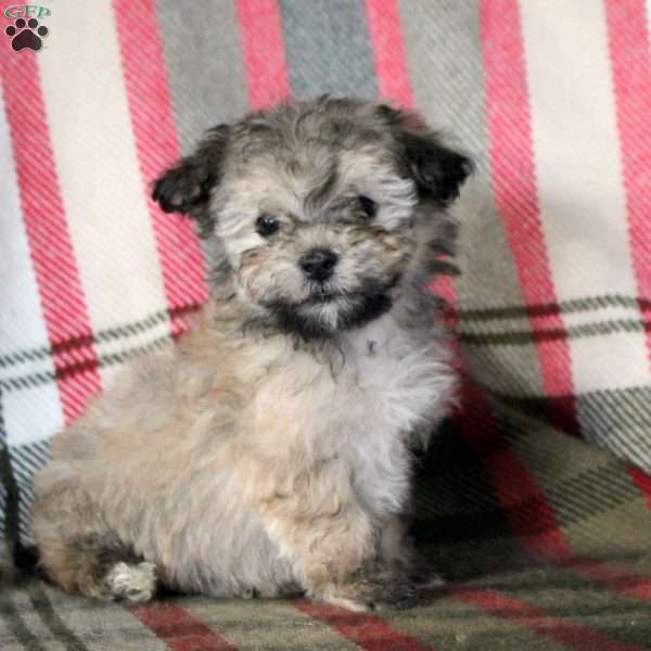 Hudson, Havanese Puppy