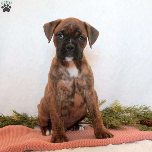 Hudson, Boxer Puppy