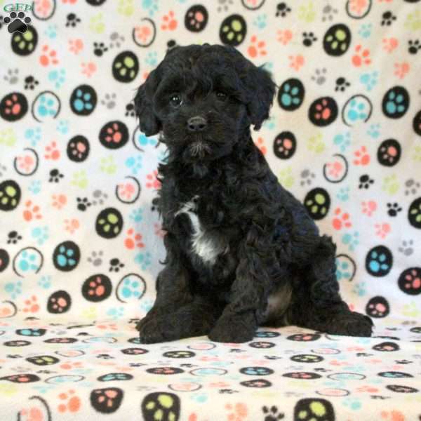 Hudson, Cavapoo Puppy