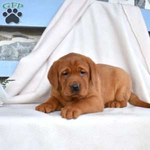Hudson, Fox Red Labrador Retriever Puppy