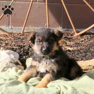 Hudson, German Shepherd Puppy