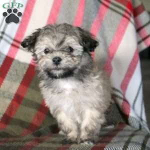 Hudson, Havanese Puppy