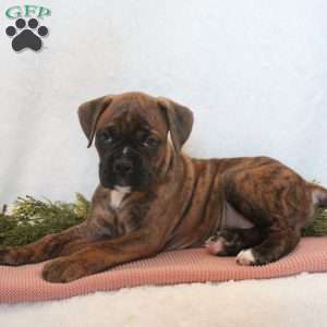 Hudson, Boxer Puppy