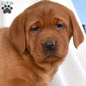 Hudson, Fox Red Labrador Retriever Puppy