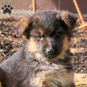 Hudson, German Shepherd Puppy