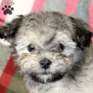 Hudson, Havanese Puppy