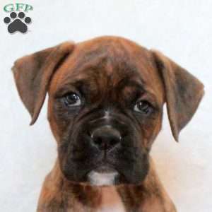 Hudson, Boxer Puppy