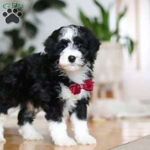 Hugh, Sheepadoodle Puppy