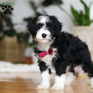Hugh, Sheepadoodle Puppy
