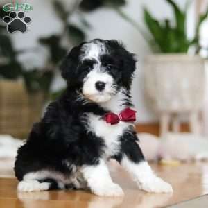 Hugh, Sheepadoodle Puppy