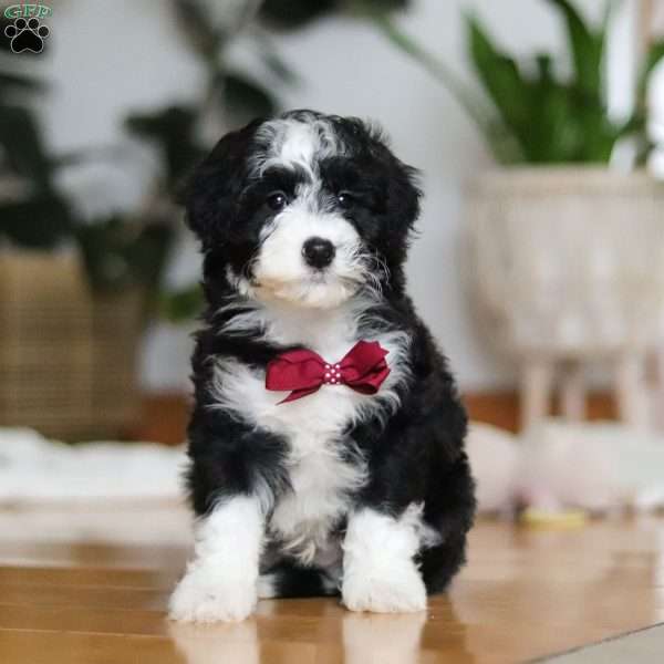 Hugh, Sheepadoodle Puppy
