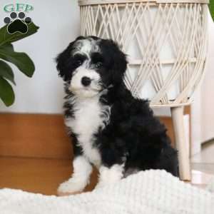 Hugh, Sheepadoodle Puppy