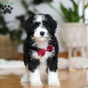 Hugh, Sheepadoodle Puppy
