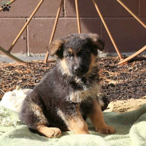 Hugo, German Shepherd Puppy