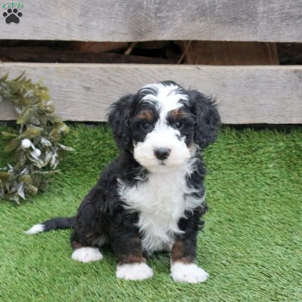 Hugo, Mini Bernedoodle Puppy