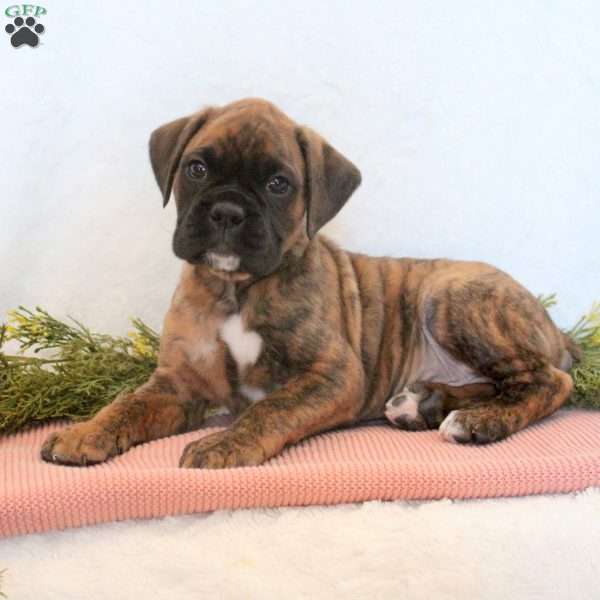 Hugo, Boxer Puppy