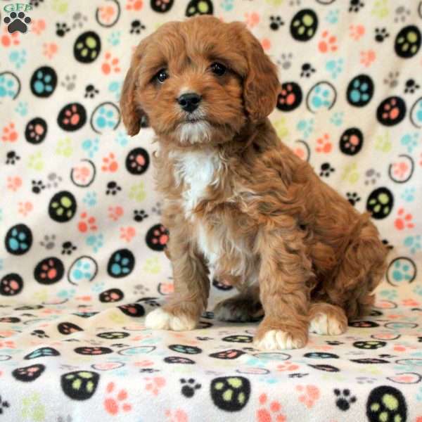 Hugo, Cavapoo Puppy