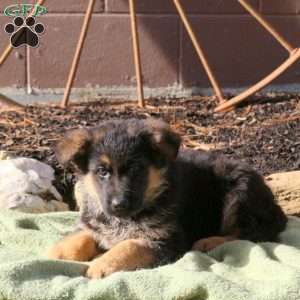 Hugo, German Shepherd Puppy