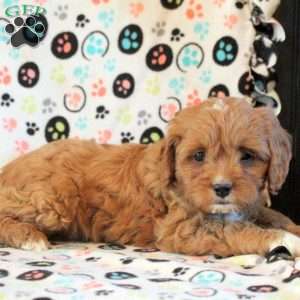 Hugo, Cavapoo Puppy