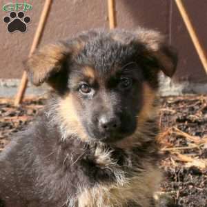 Hugo, German Shepherd Puppy