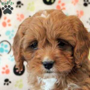 Hugo, Cavapoo Puppy