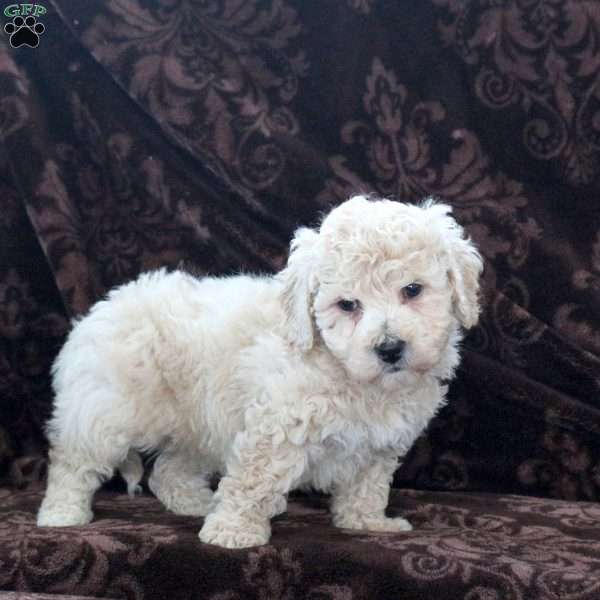 Humpfry, Bich-Poo Puppy