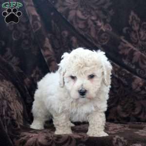 Humpfry, Bich-Poo Puppy