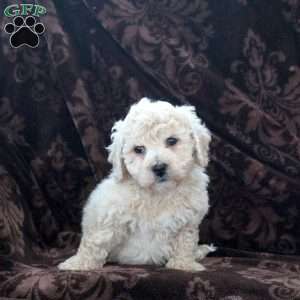 Humpfry, Bich-Poo Puppy