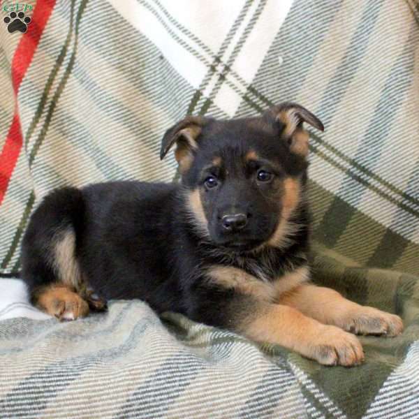 Hunter, German Shepherd Puppy