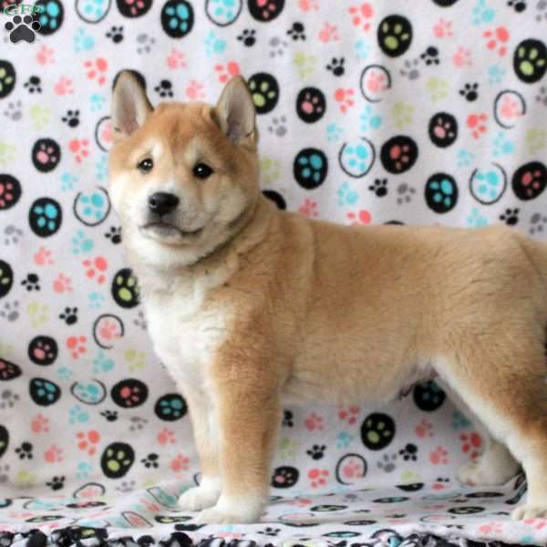 Hunter, Shiba Inu Puppy