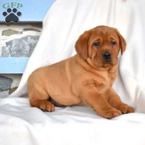 Hunter, Fox Red Labrador Retriever Puppy