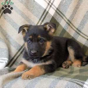 Hunter, German Shepherd Puppy