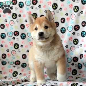 Hunter, Shiba Inu Puppy