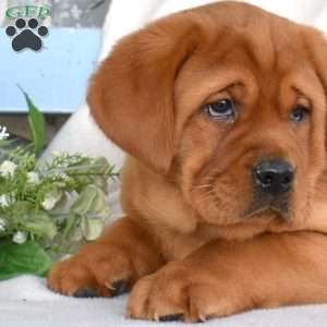 Hunter, Fox Red Labrador Retriever Puppy