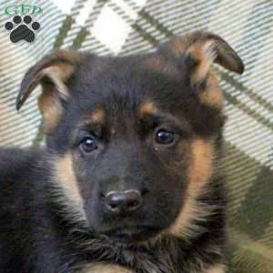 Hunter, German Shepherd Puppy