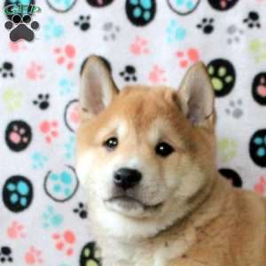 Hunter, Shiba Inu Puppy