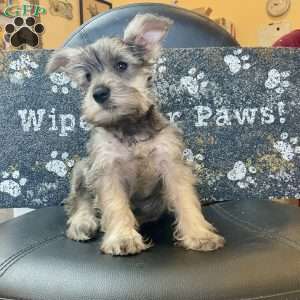 Oleta, Miniature Schnauzer Puppy