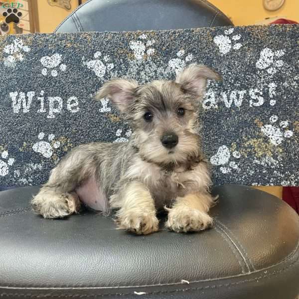 Oleta, Miniature Schnauzer Puppy