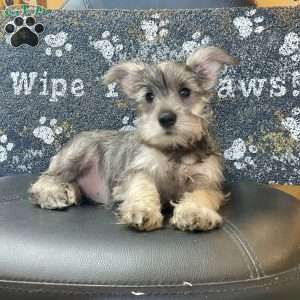 Oleta, Miniature Schnauzer Puppy